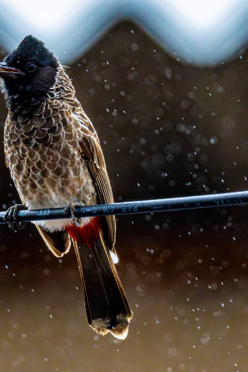 Bird Watching Past Times
