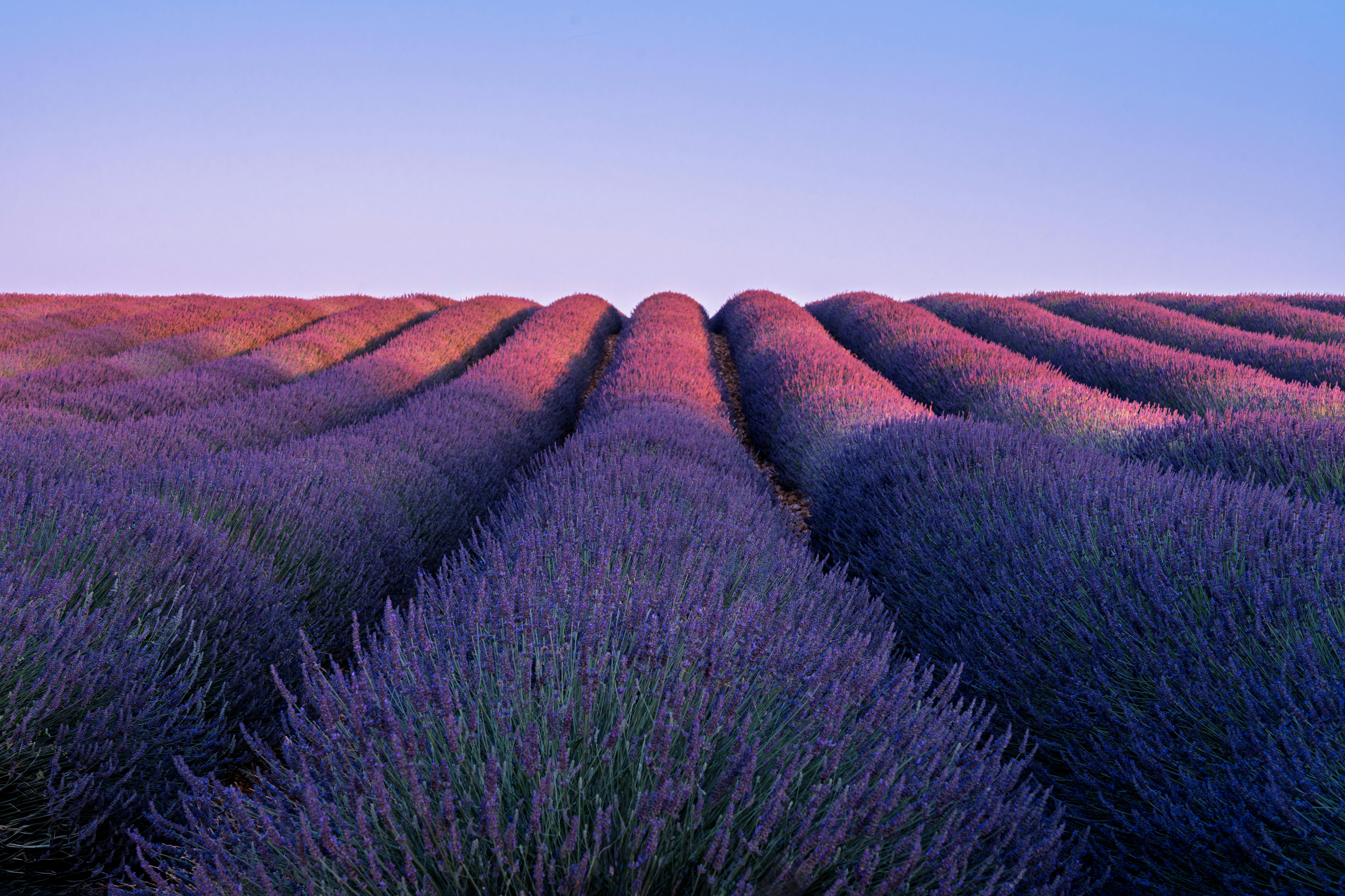 Photo of Lavender Fields of Provence