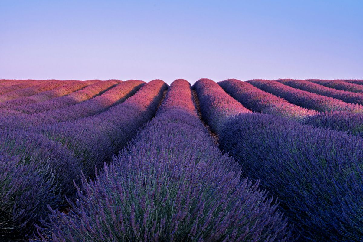 Rânduri de lavandă înflorită pe platoul Valensole, în lumina caldă a apusului, Provence