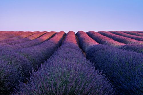 Free Stunning rows of lavender in Valensole, Provence illuminated by a sunset glow, capturing the essence of French summer. Stock Photo