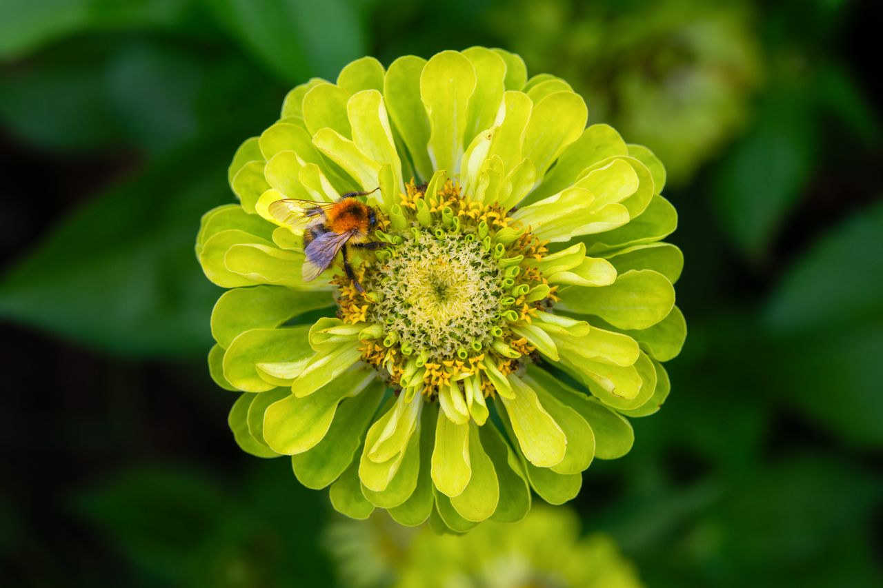 a detailed close up of a bumblebee pollinating a vibrant yellow green