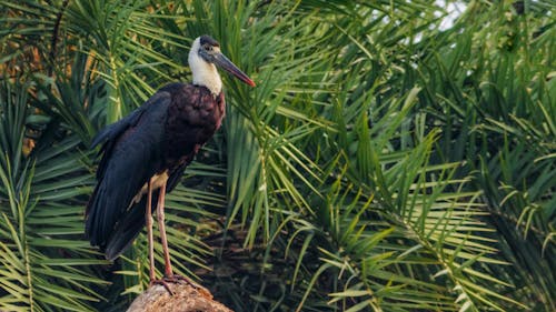 Free stock photo of big eyes, bird chirping, bird on tree