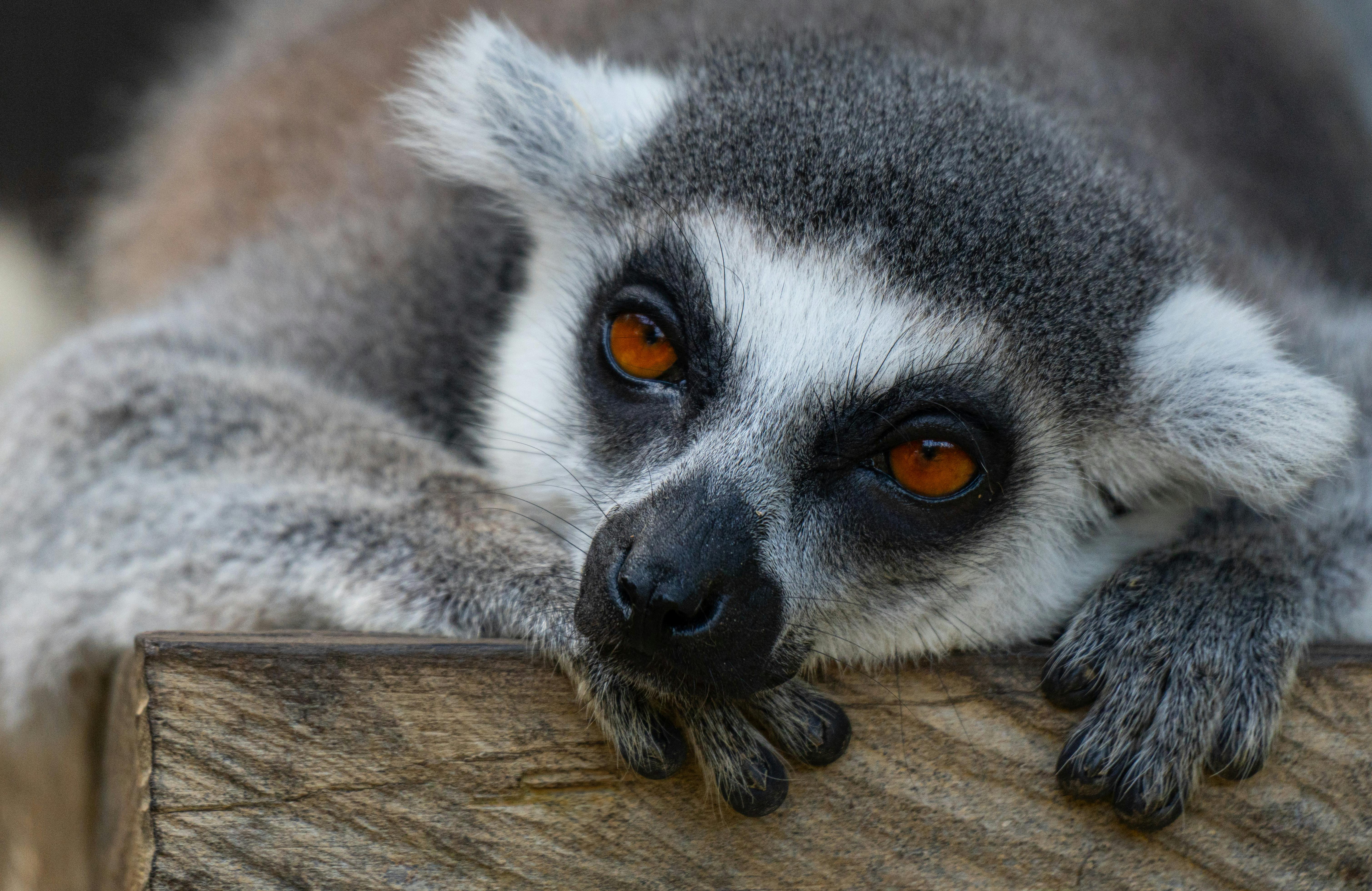 Cómo la RSE mejora ingresos de Madagascar mediante cadenas responsables y protege los bosques