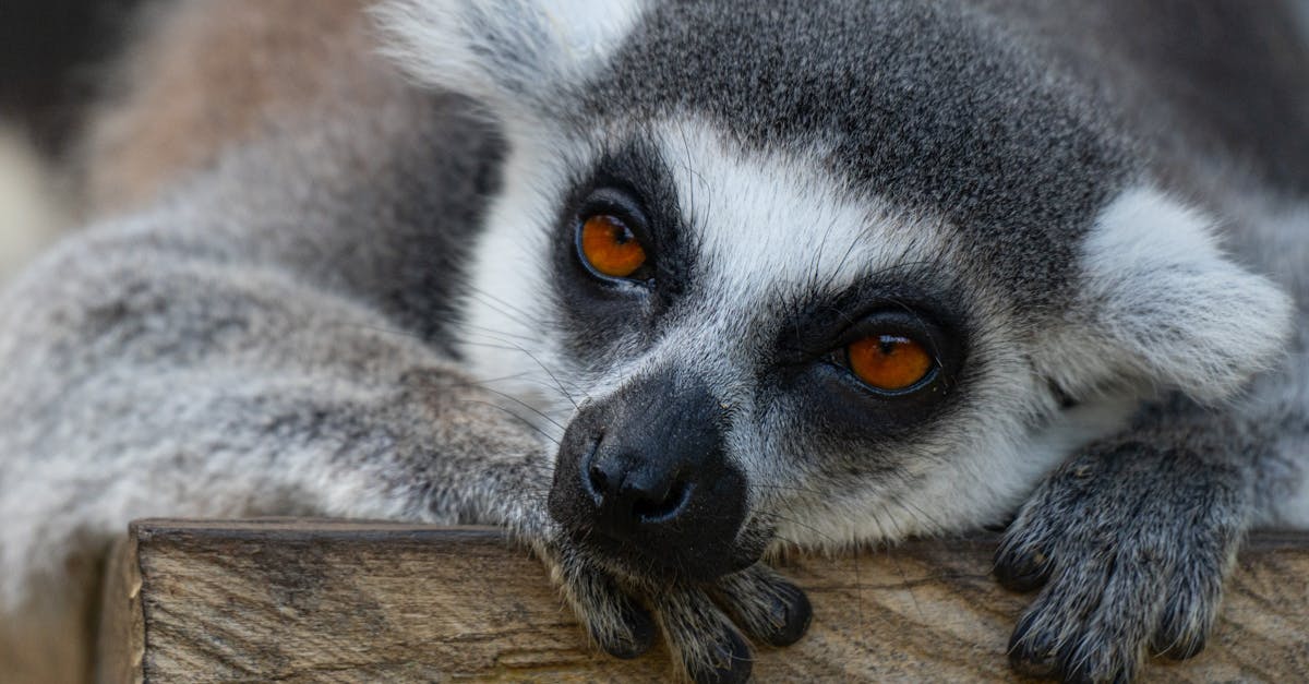 Cómo la RSE mejora ingresos de Madagascar mediante cadenas responsables y protege los bosques Cómo la RSE mejora ingresos de Madagascar mediante cadenas responsables y protege los bosques
