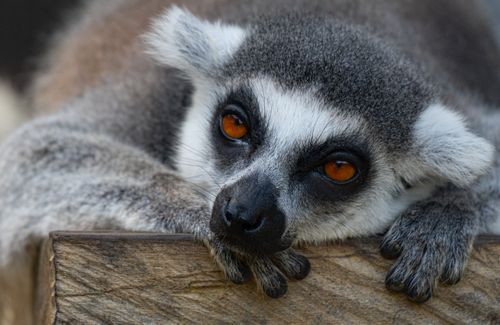 Free Captivating close-up of a ring-tailed lemur resting peacefully, showcasing its striking orange eyes. Stock Photo