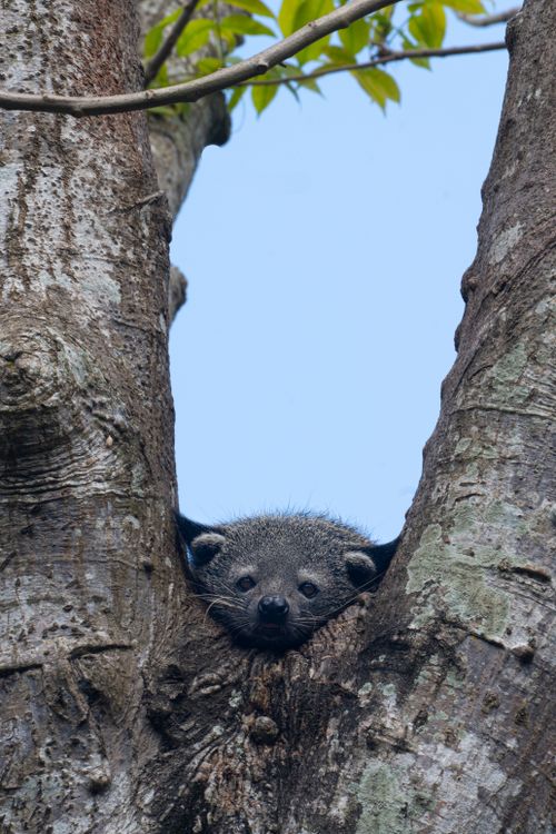 Free A curious Binturong peeks out from a tree in Bali, Indonesia's lush environment. Stock Photo