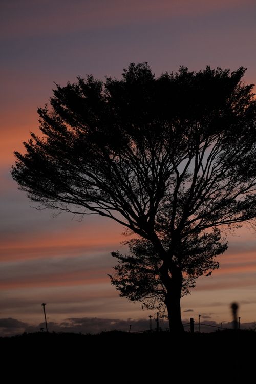 Free A lone tree silhouette against a colorful sunset, creating a dramatic skyline. Stock Photo