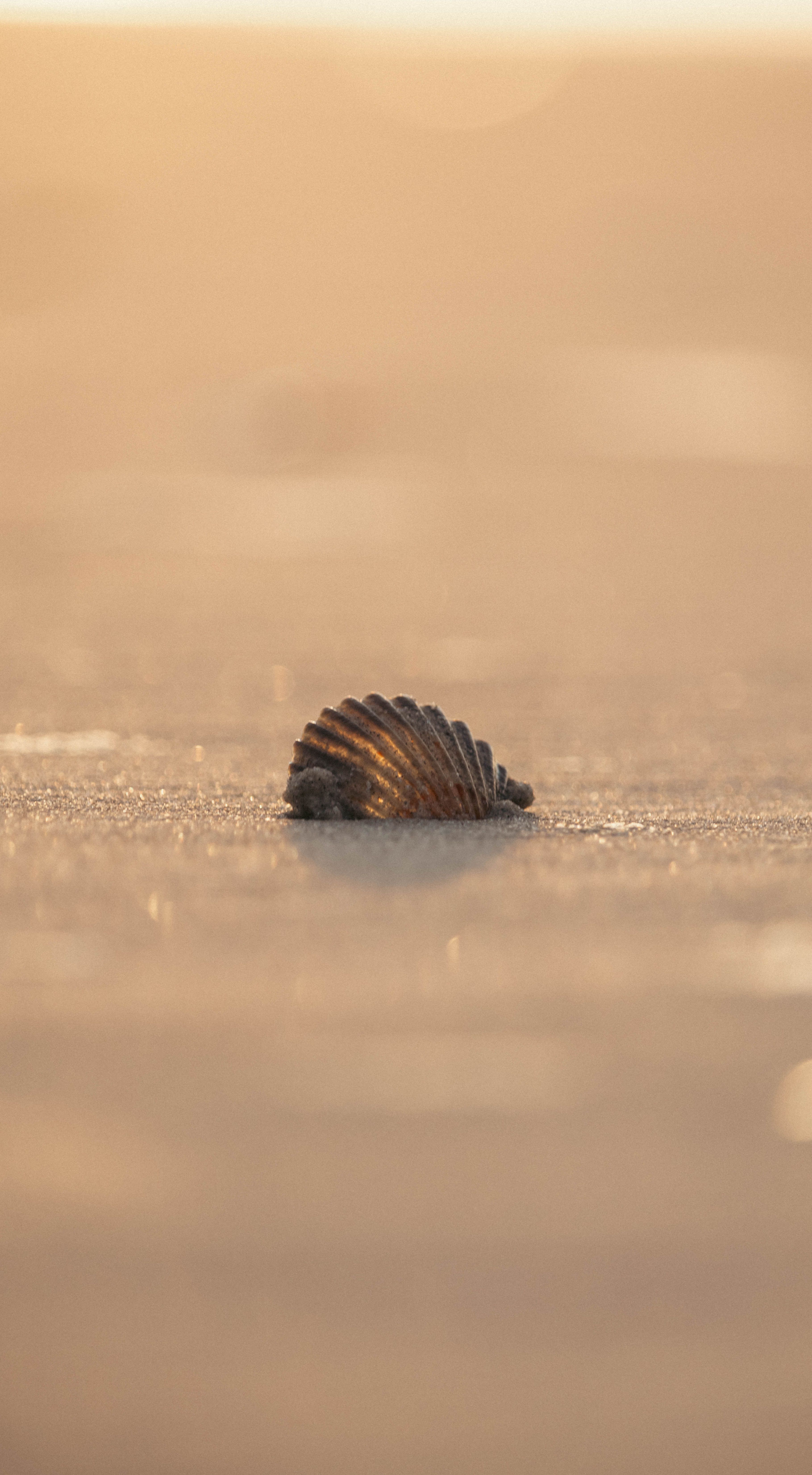 Close-up of Seashell on Beach at Sunset · Free Stock Photo