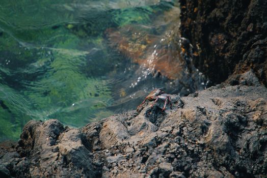 A vivid scene of a crab on a rocky coastline next to clear ocean water, capturing natural beauty.