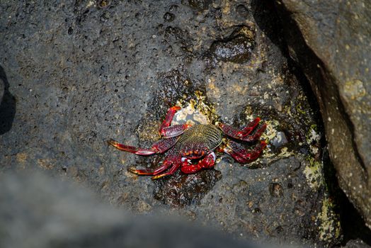 Close-up of a vibrant red rock crab on wet rock surface, showcasing its natural habitat.