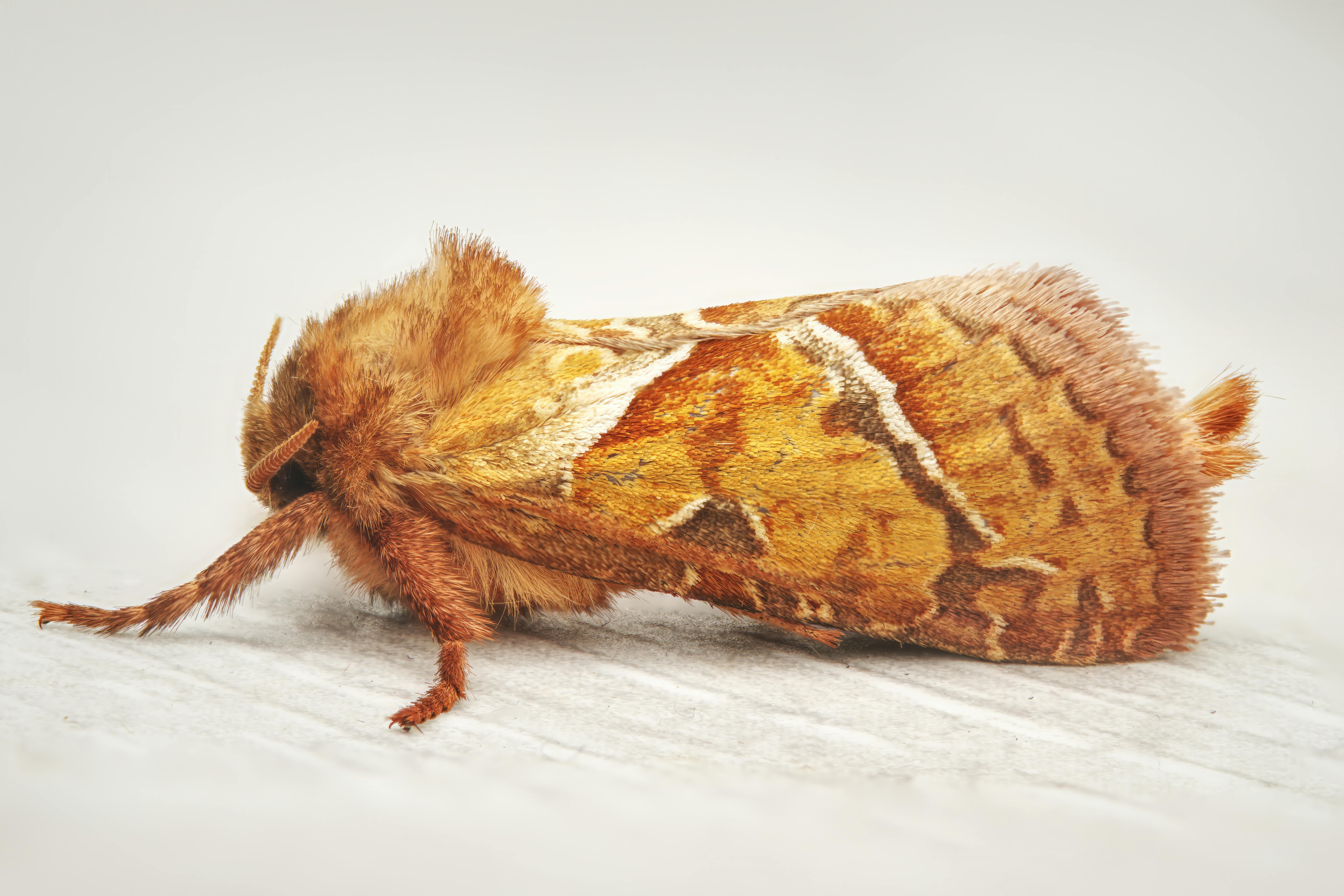 How much does moth control cost in Buford, Georgia? 2 Close‑up of a moth resting on fabric