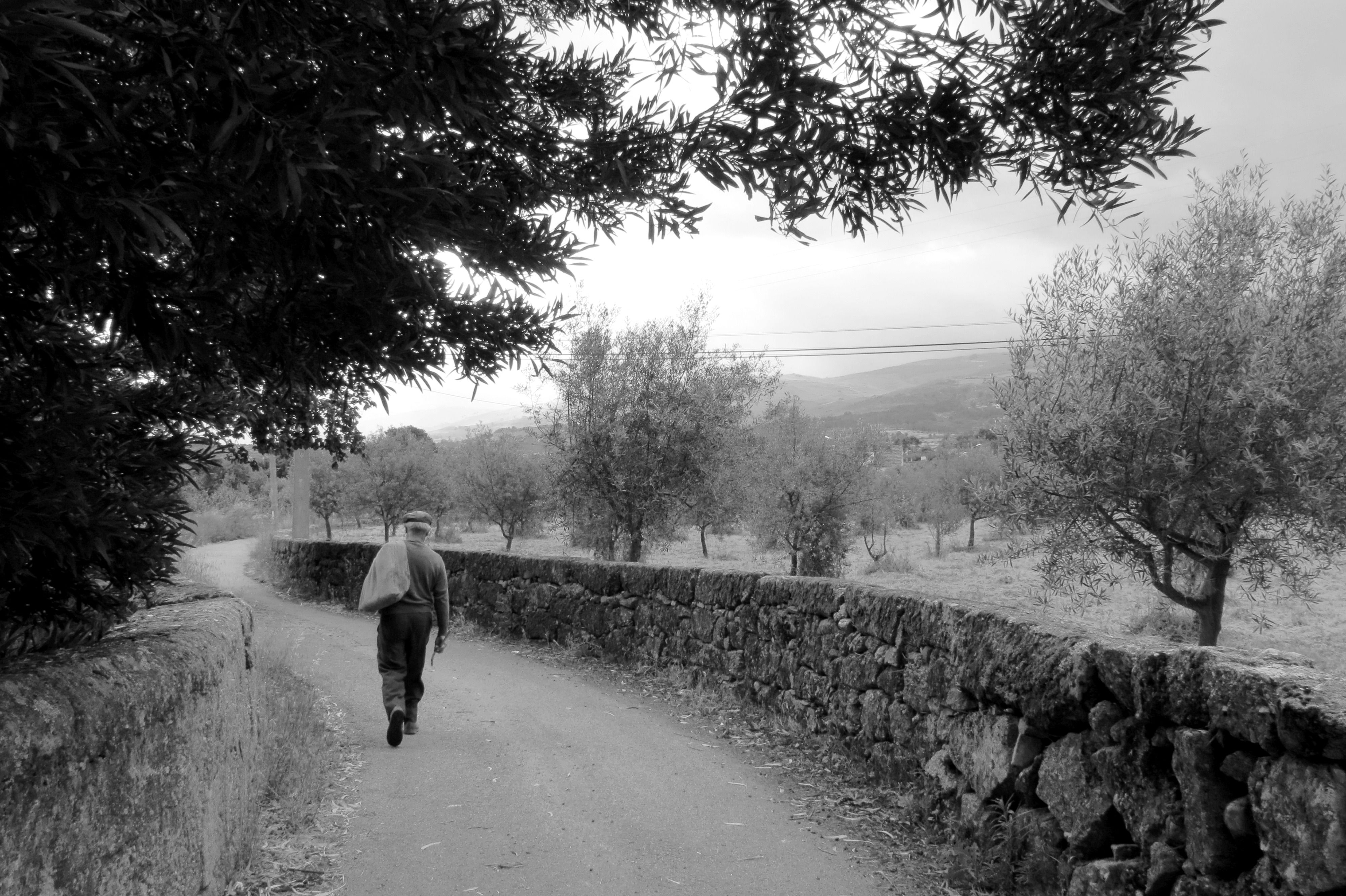 Gouveia: Aufnahme eines Rehwilds
