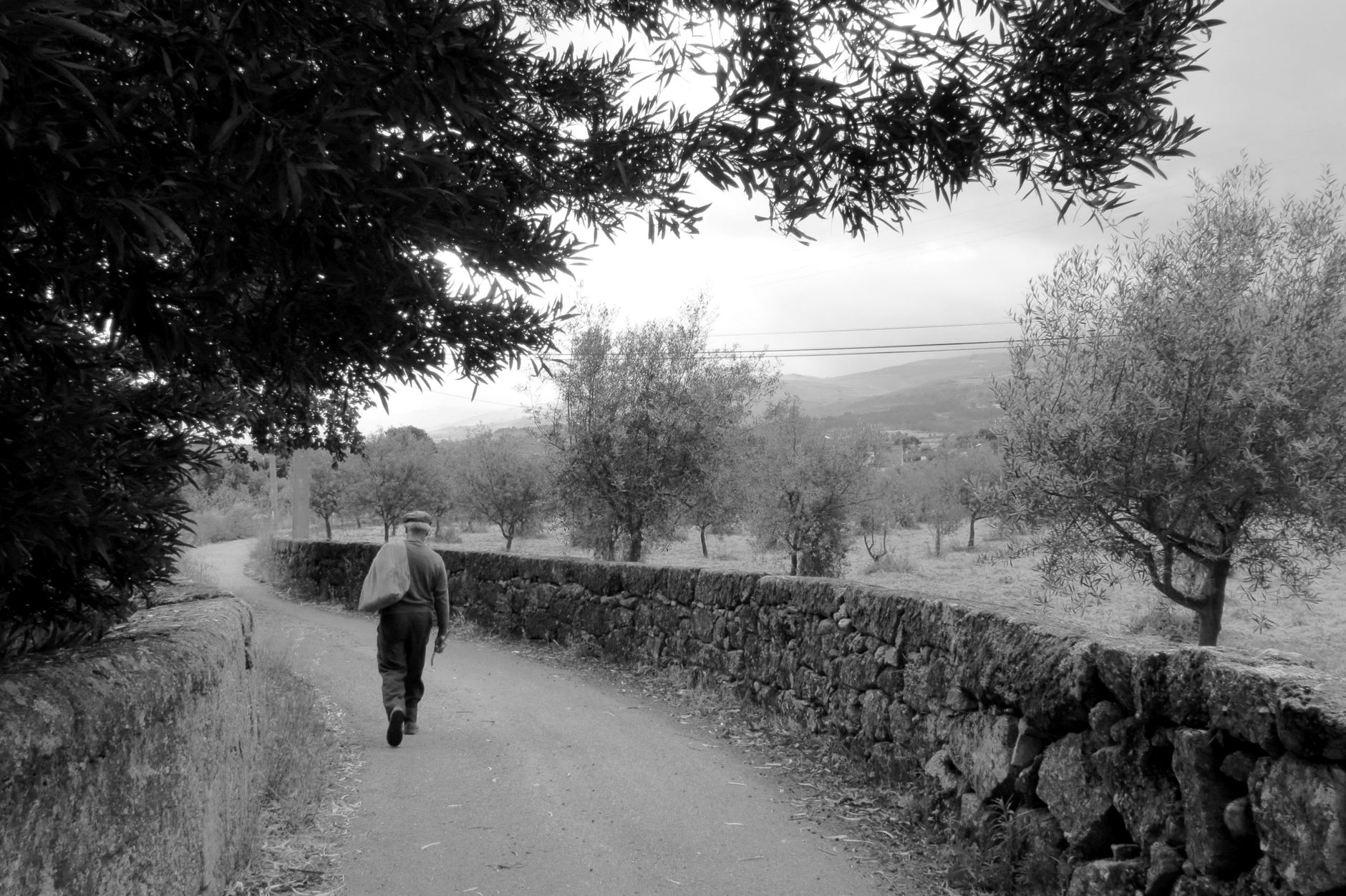 Gouveia: Aufnahme eines Rehwilds