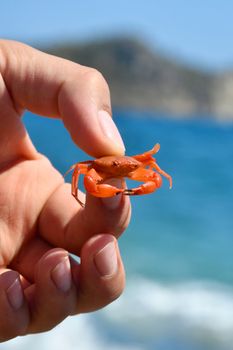 Close-up of a small orange crab held by hand against a blue ocean.