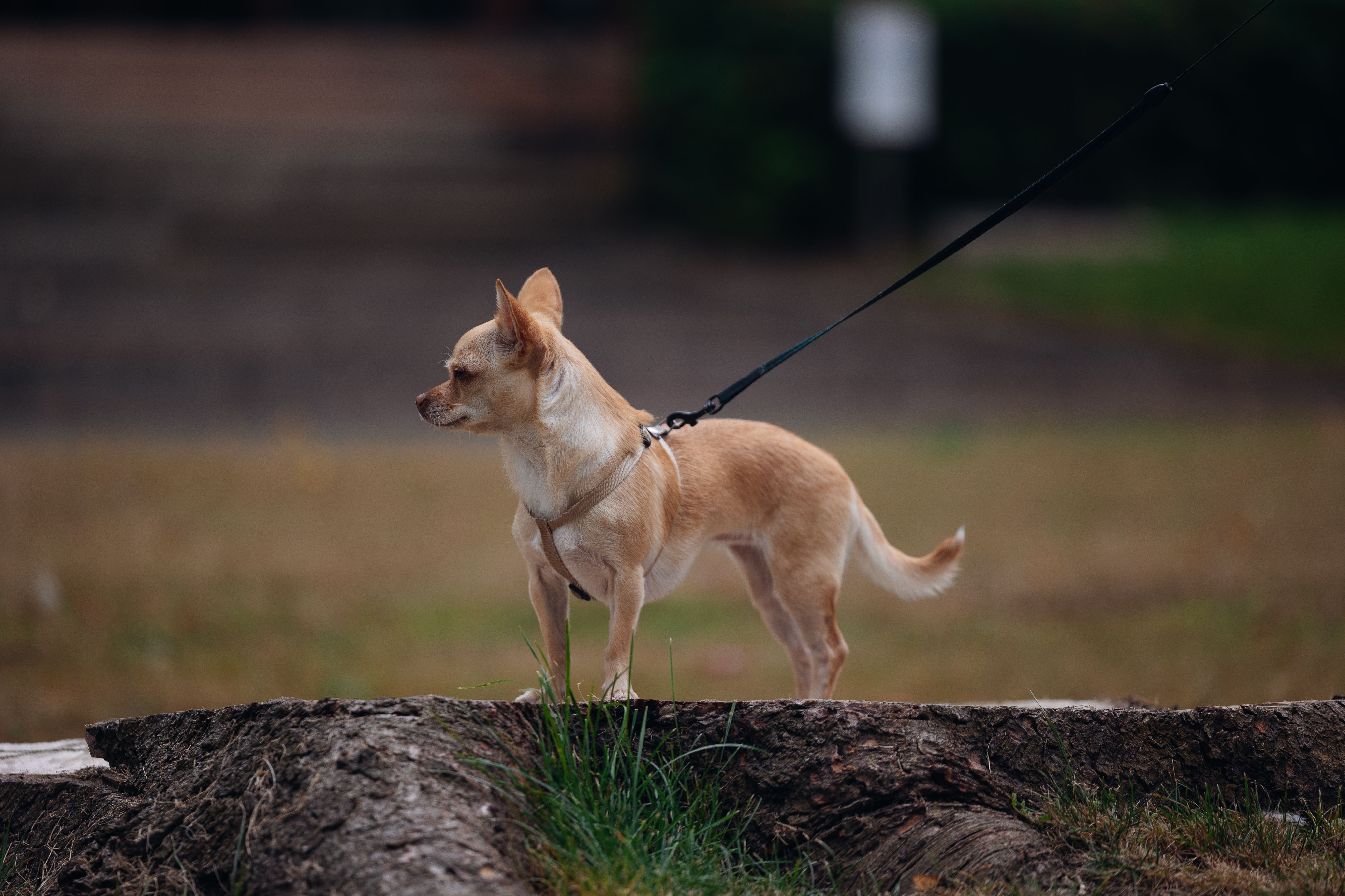 A beige Chihuahua on a leash stands alertly on a tree stump in an outdoor park setting.