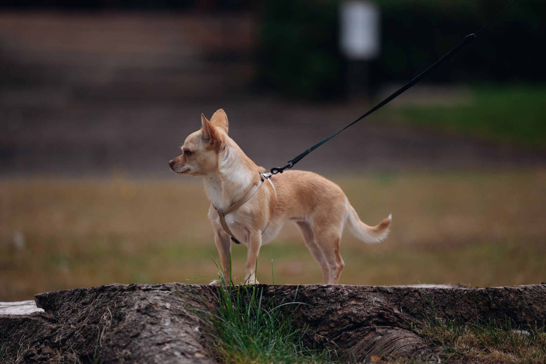 Evolutionary Roots: Sacred Companions vs. Arctic Working Dogs
