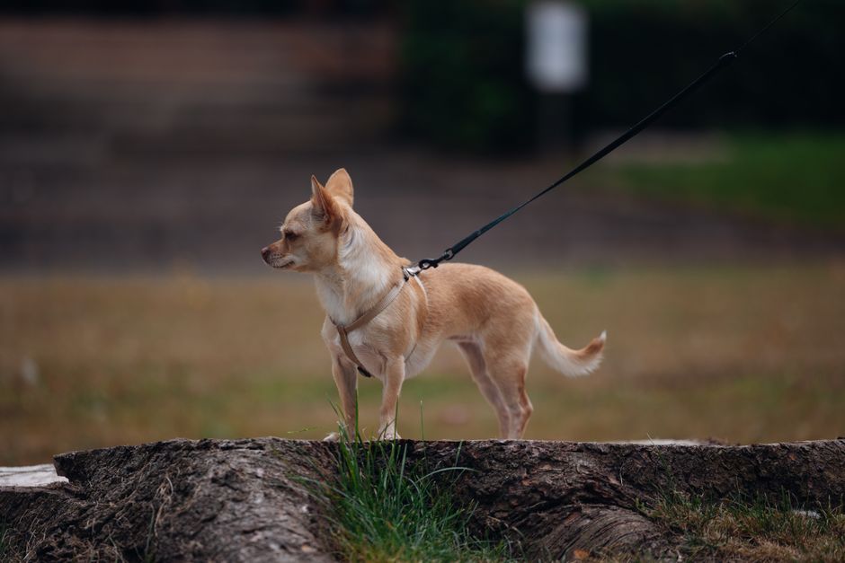 A beige Chihuahua on a leash stands alertly on a tree stump in an outdoor park setting.