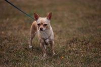 Chihuahua