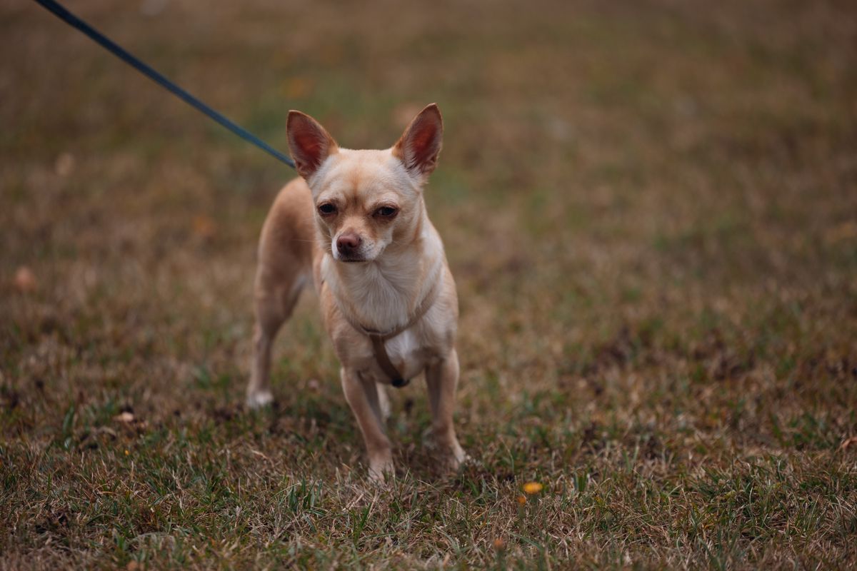 Chihuahua an der Leine im Gras