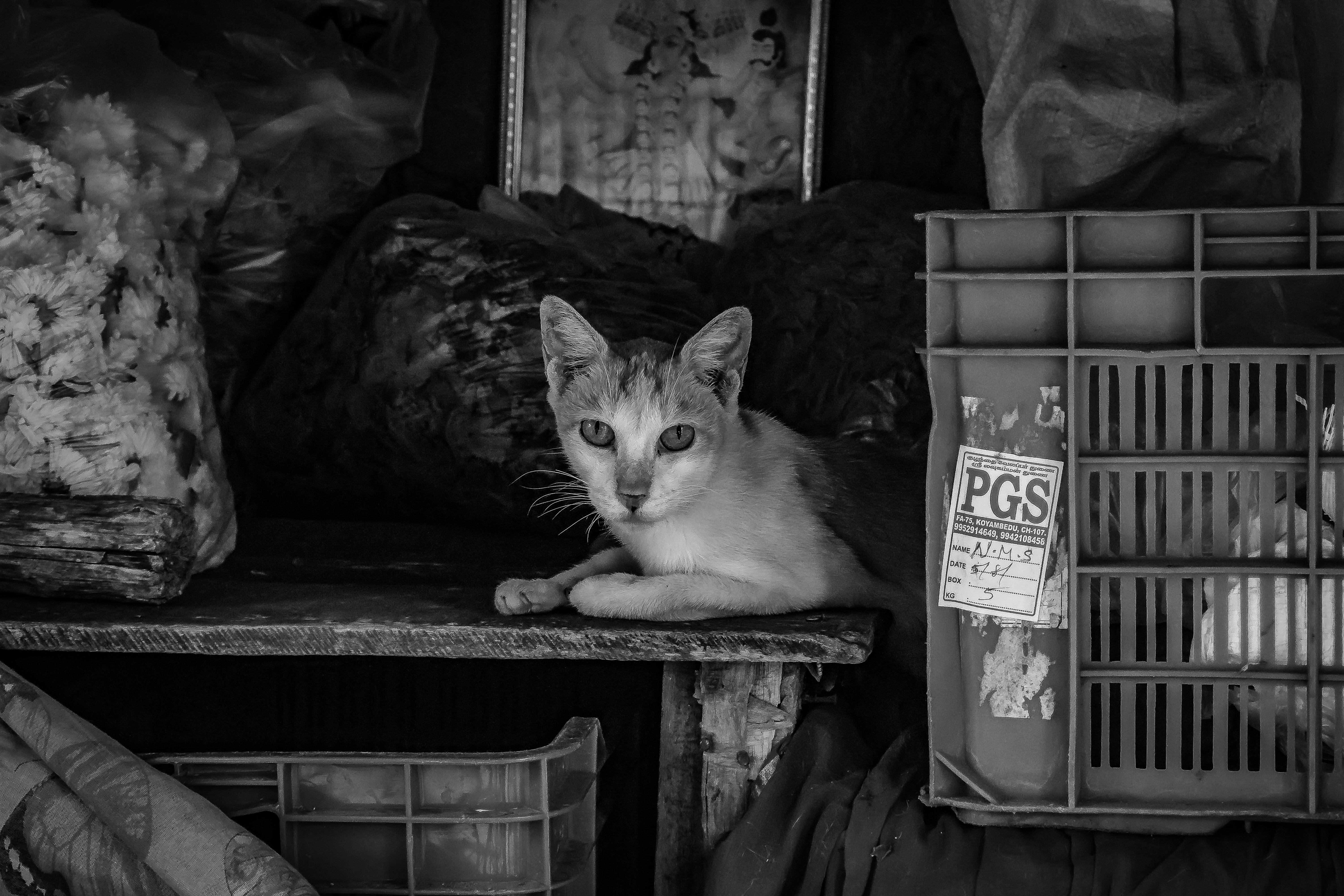 Black and white photo of a stray cat sitting amid clutter in an urban alley setting.