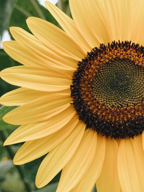 Free Close-up of a vibrant sunflower showcasing intricate petal details and summer colors. Stock Photo