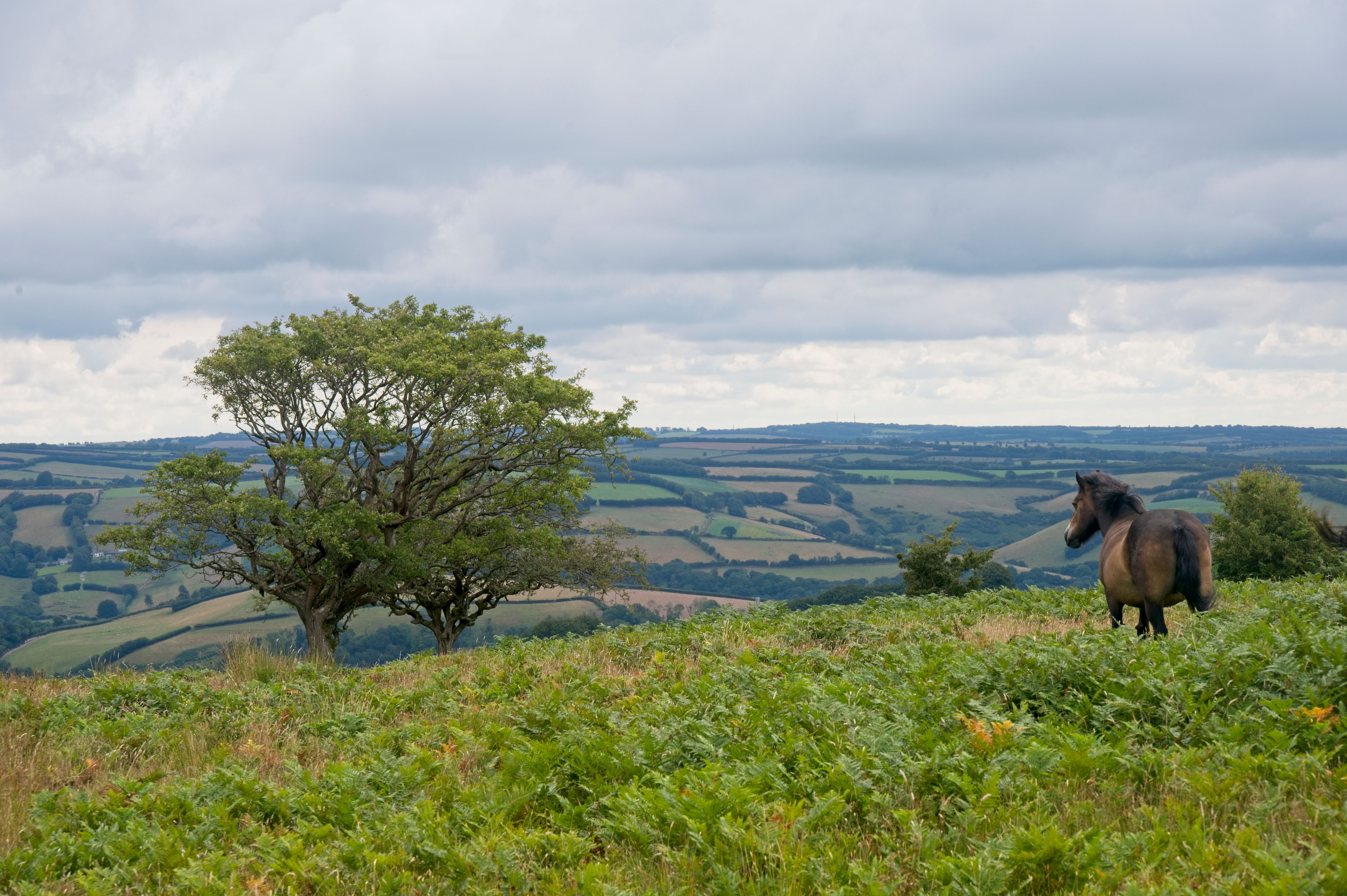 Exmoor National Park scenic landscape of heather moorland and rolling hills