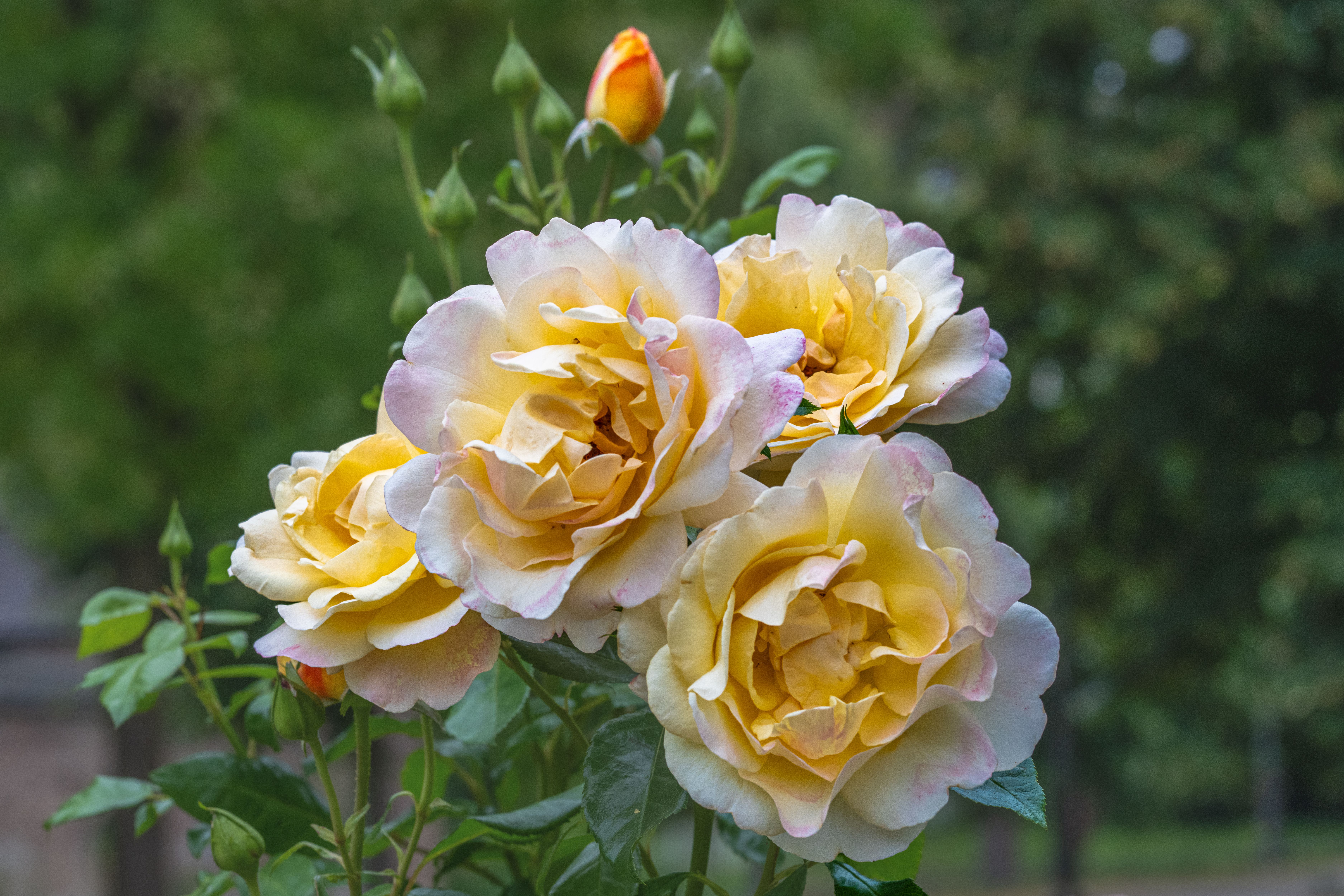 Lush Yellow Roses in Full Bloom Outdoors · Free Stock Photo