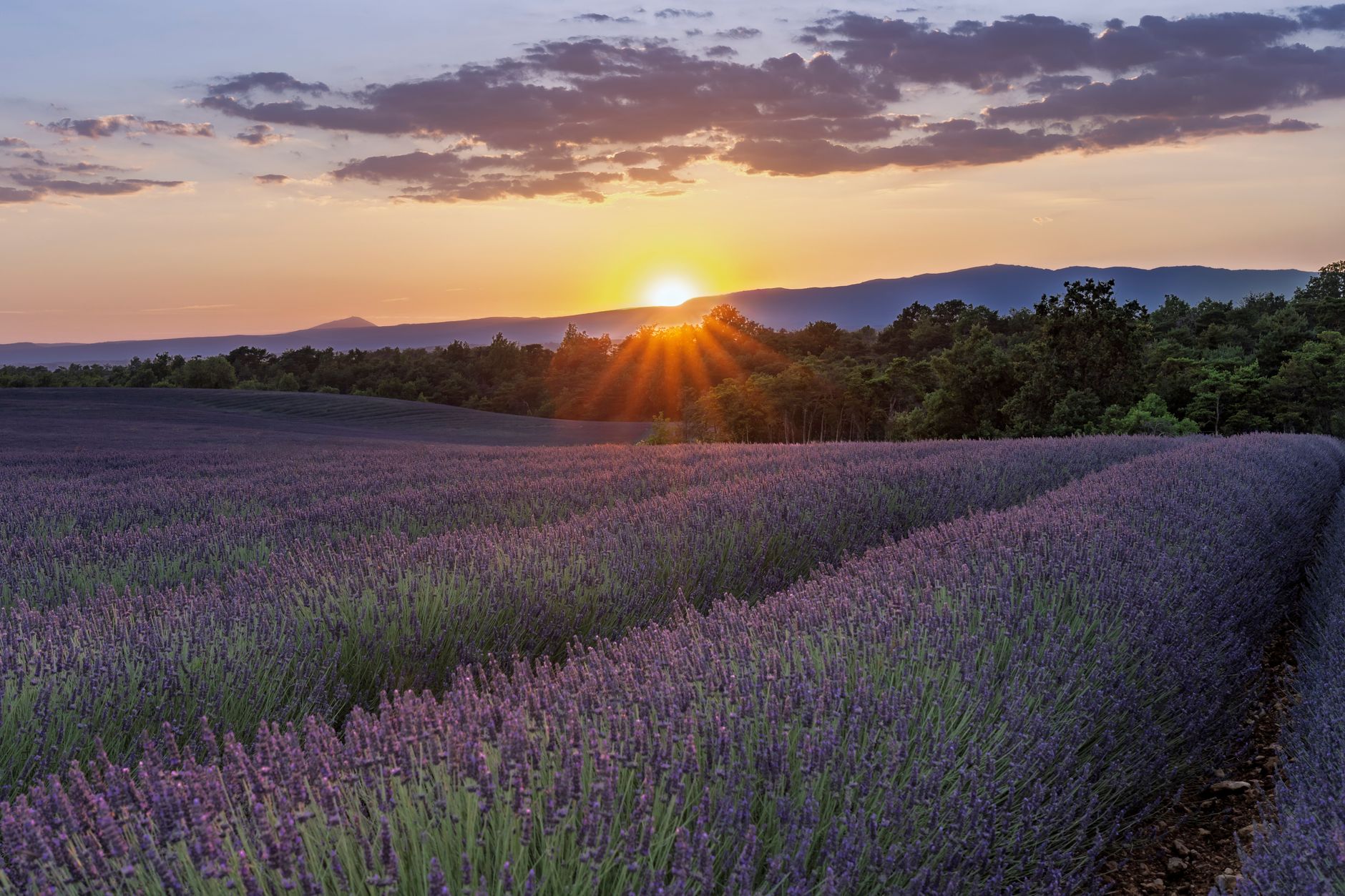 provence champs de lavande au soleil