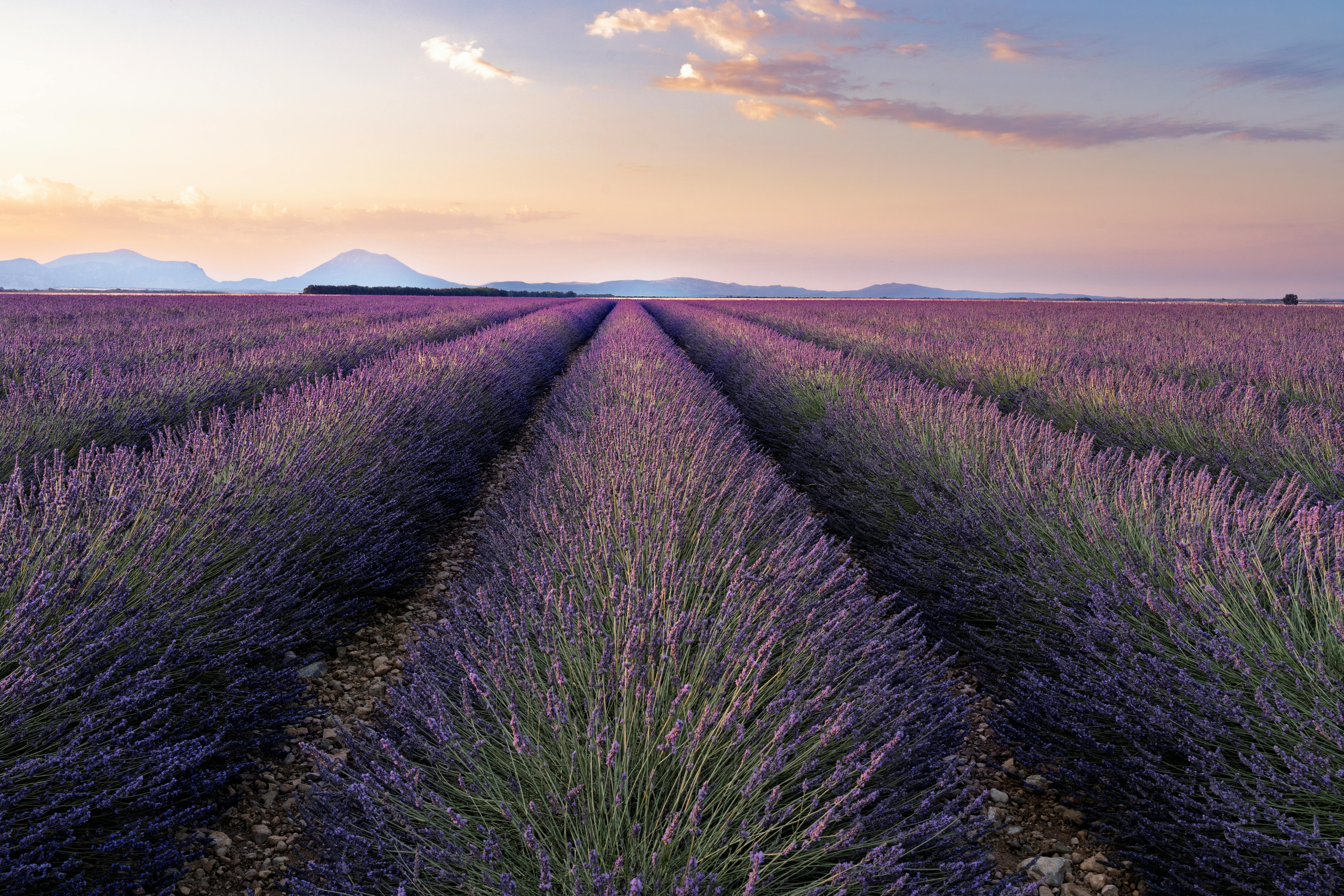 Lavender Fields at Sunrise in Valensole, France · Free Stock Photo, image size:6695x4463