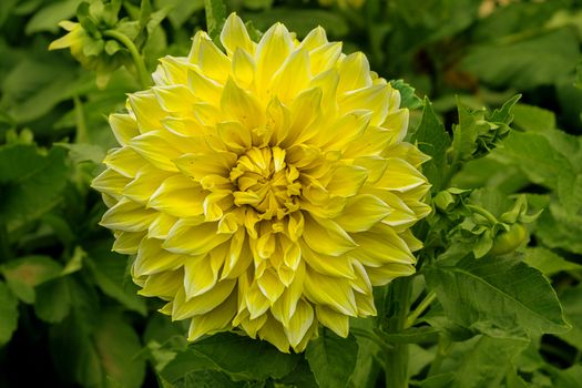 Stunning close-up of a bright yellow dahlia in full bloom with lush green leaves.