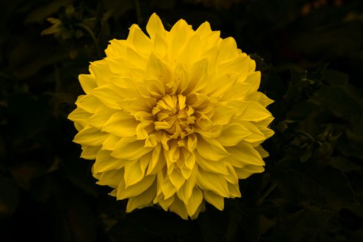 Close-up of a vibrant yellow dahlia flower in full bloom, showcasing intricate petals against a dark leafy background.