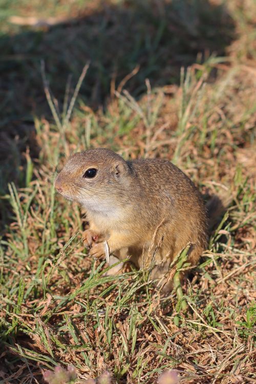 Free A European ground squirrel sits alert in a grassy field under sunlight. Stock Photo