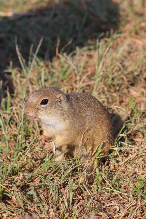 Free Close-up image of an European ground squirrel in grassy field. Stock Photo