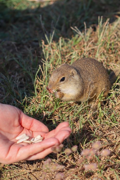 Free Close-up of ground squirrel eating sunflower seeds from a person's hand in a grassy area during daytime. Stock Photo