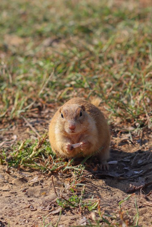 Free Close-up of a prairie dog standing in grassy field during daytime. Stock Photo