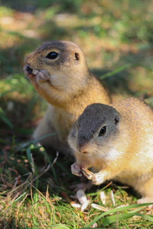 Free Close-up of two ground squirrels eating in a grassy outdoor area. Stock Photo
