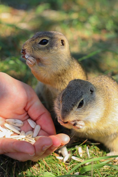 Free Two prairie dogs eating seeds from a hand in a sunny outdoor setting. Stock Photo