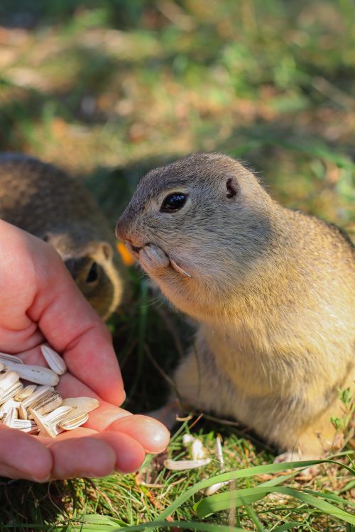 Free Hand feeding a curious ground squirrel with sunflower seeds in natural sunlight. Stock Photo