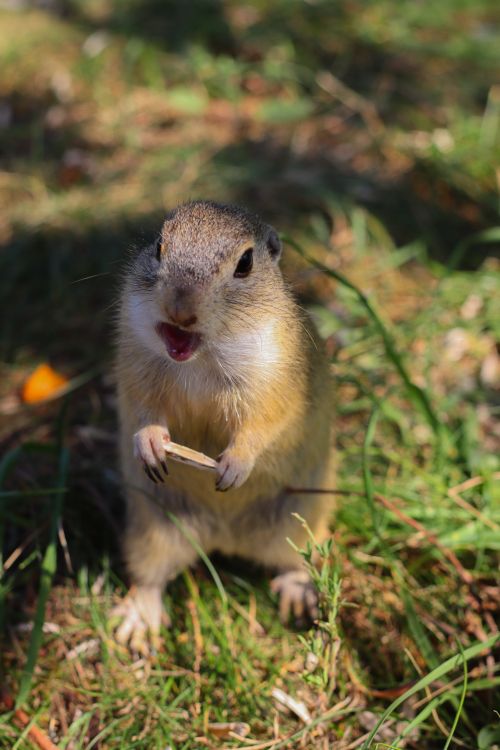 Free Adorable ground squirrel stands on grass holding a twig, in vibrant daylight. Stock Photo