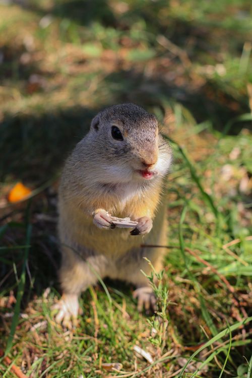 Free Adorable ground squirrel upright in sunny grass, holding a nut. Stock Photo