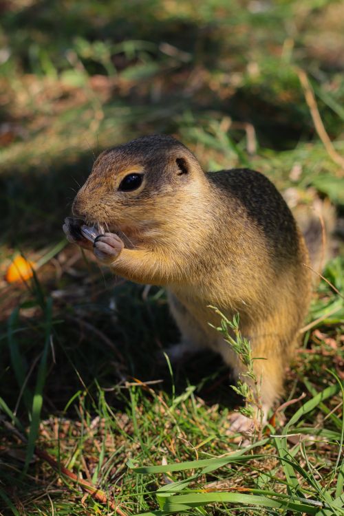 Free Close-up of a European Ground Squirrel eating on a sunny day in a grassy meadow. Stock Photo