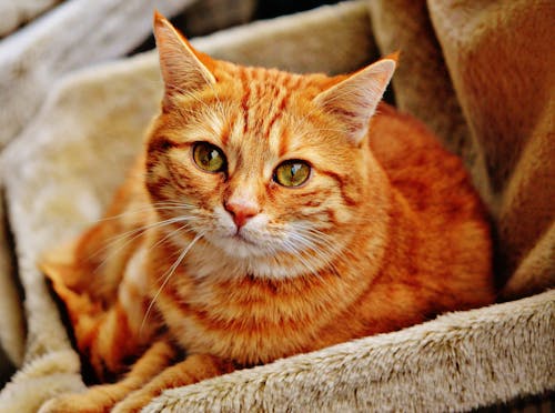 무료 갈색 소파에 누워 주황색 줄무늬 고양이 스톡 사진