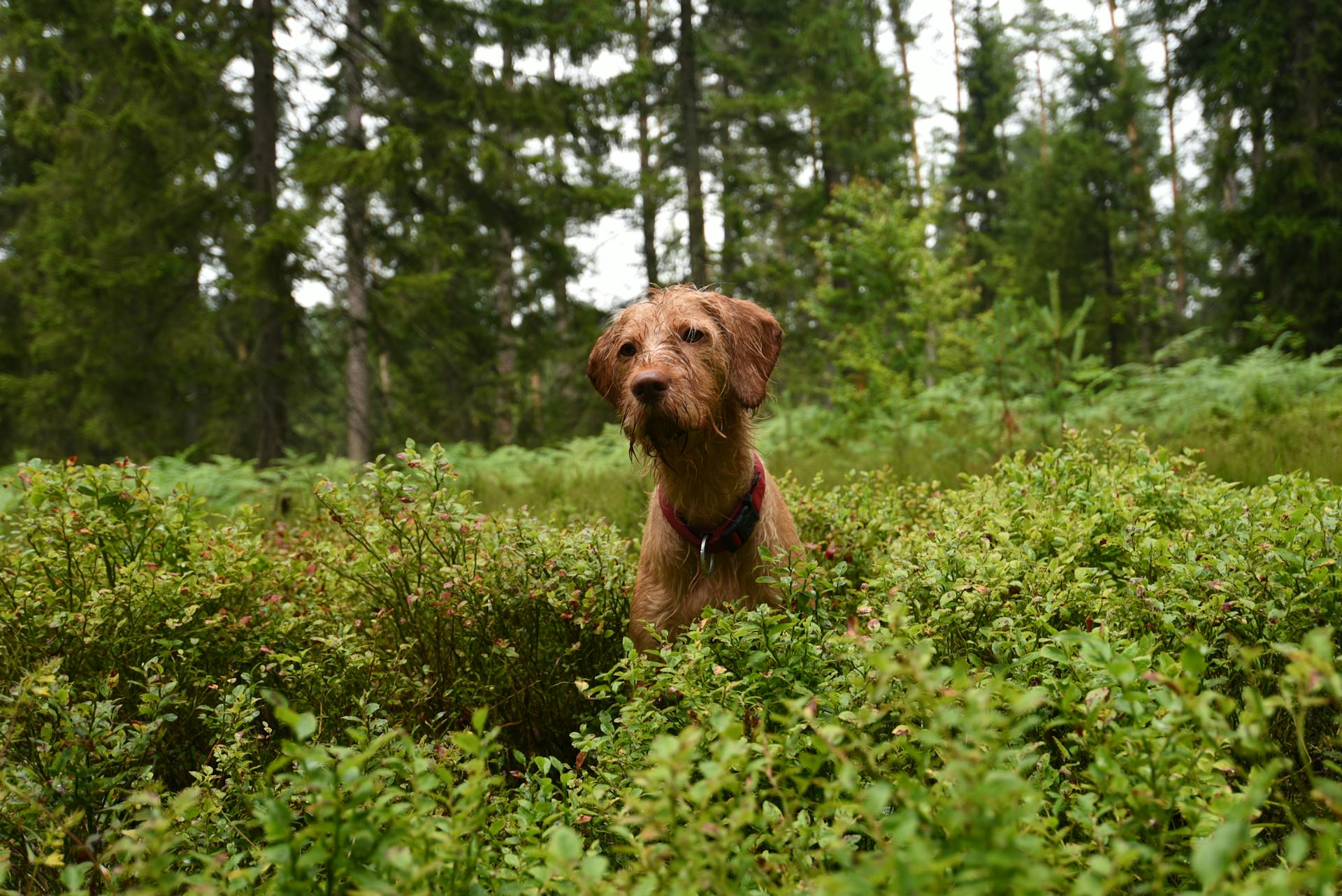 Shallow Focus Photo of Brown Dog on Plants