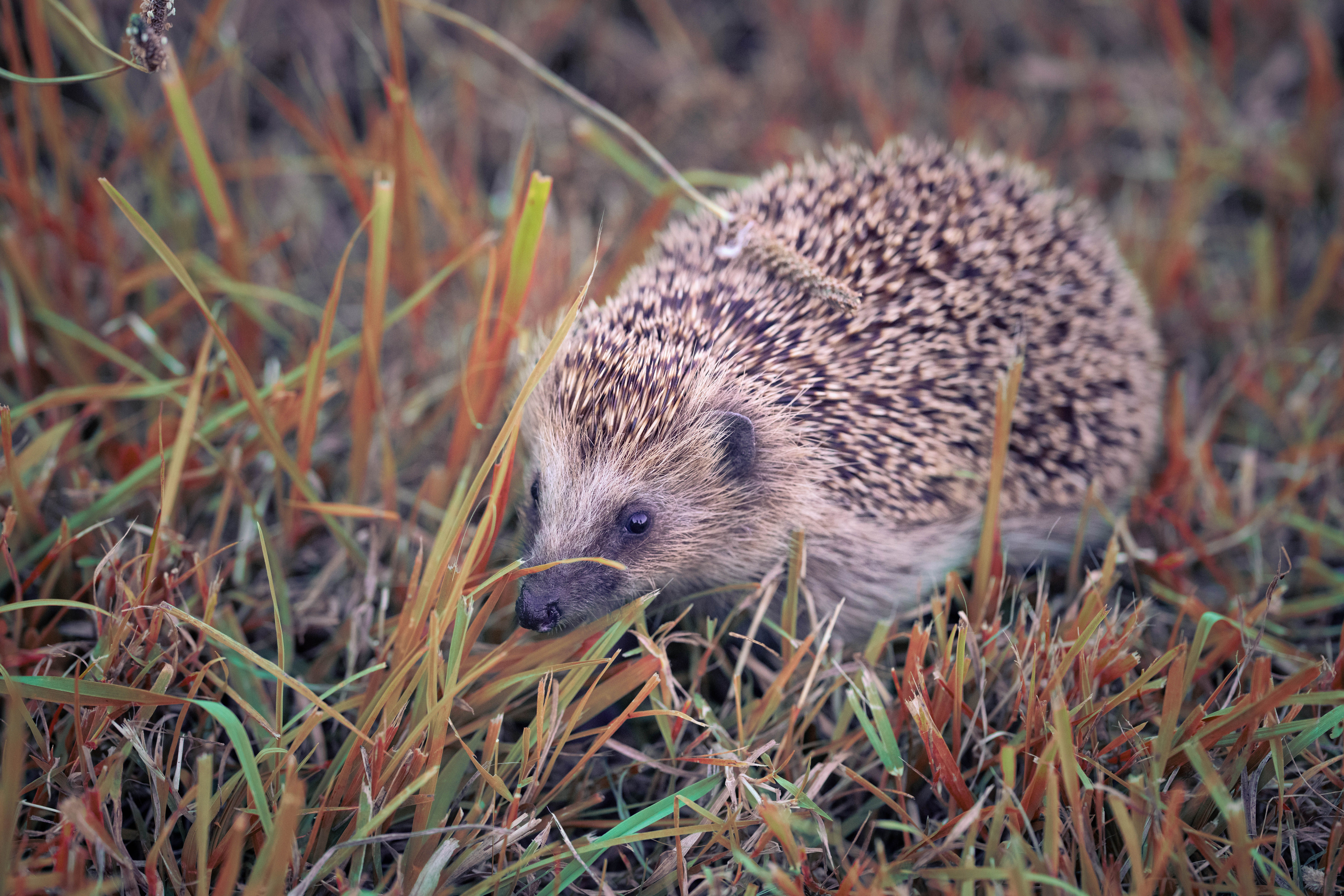 What is a hedgehog's habitat in the wild? - The Institute for ...