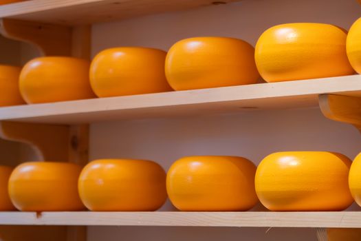 Golden Gouda cheese wheels lined on wooden shelves, showcasing Dutch dairy craftsmanship.