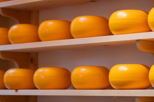 Gouda cheese wheel starter set