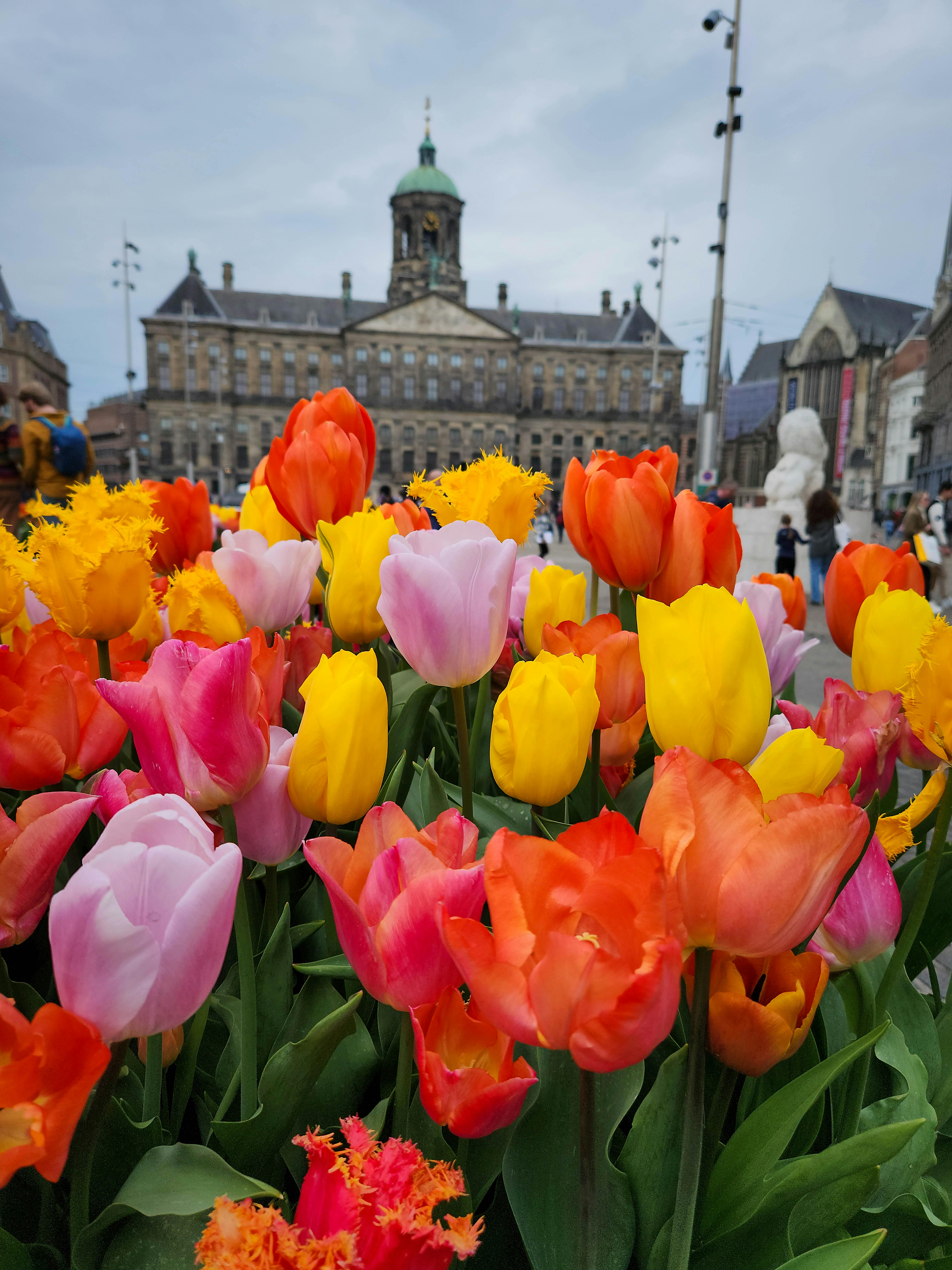 Vibrant tulips blooming in front of the Royal Palace at Amsterdam's Dam Square.