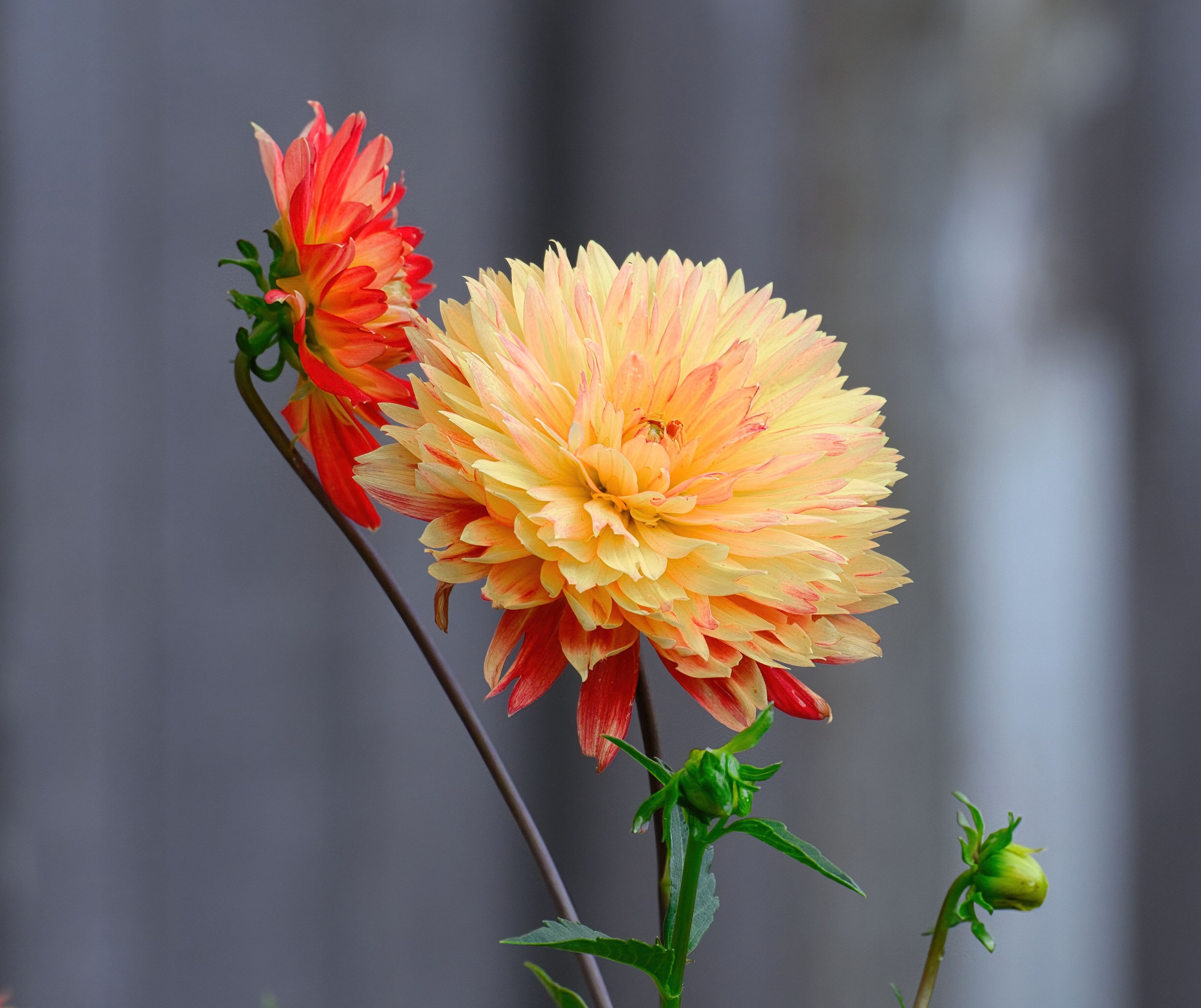 Close-up of colorful dahlias in full bloom against blurred background in Lacey, Washington.