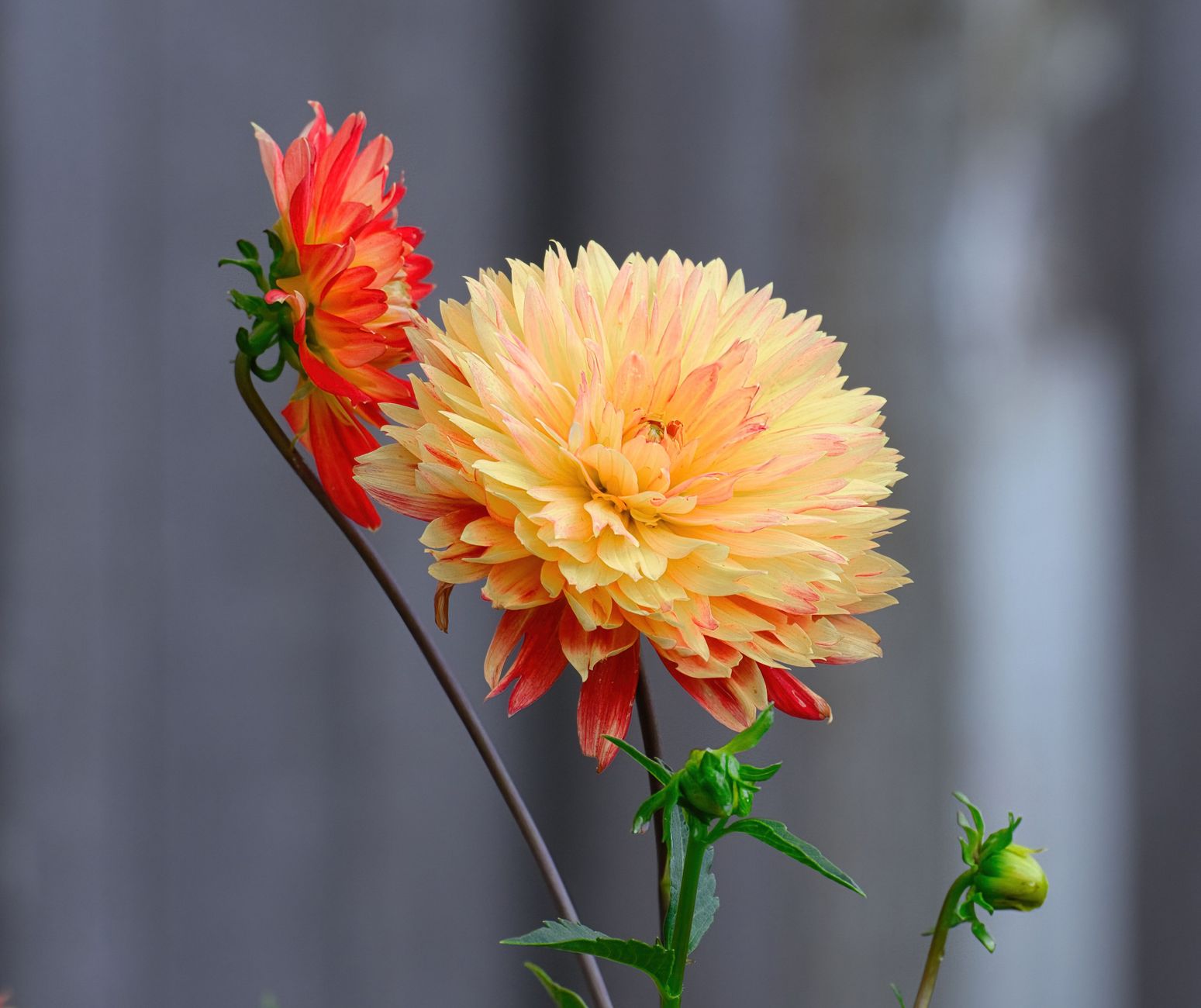 Close-up of colorful dahlias in full bloom against blurred background in Lacey, Washington.