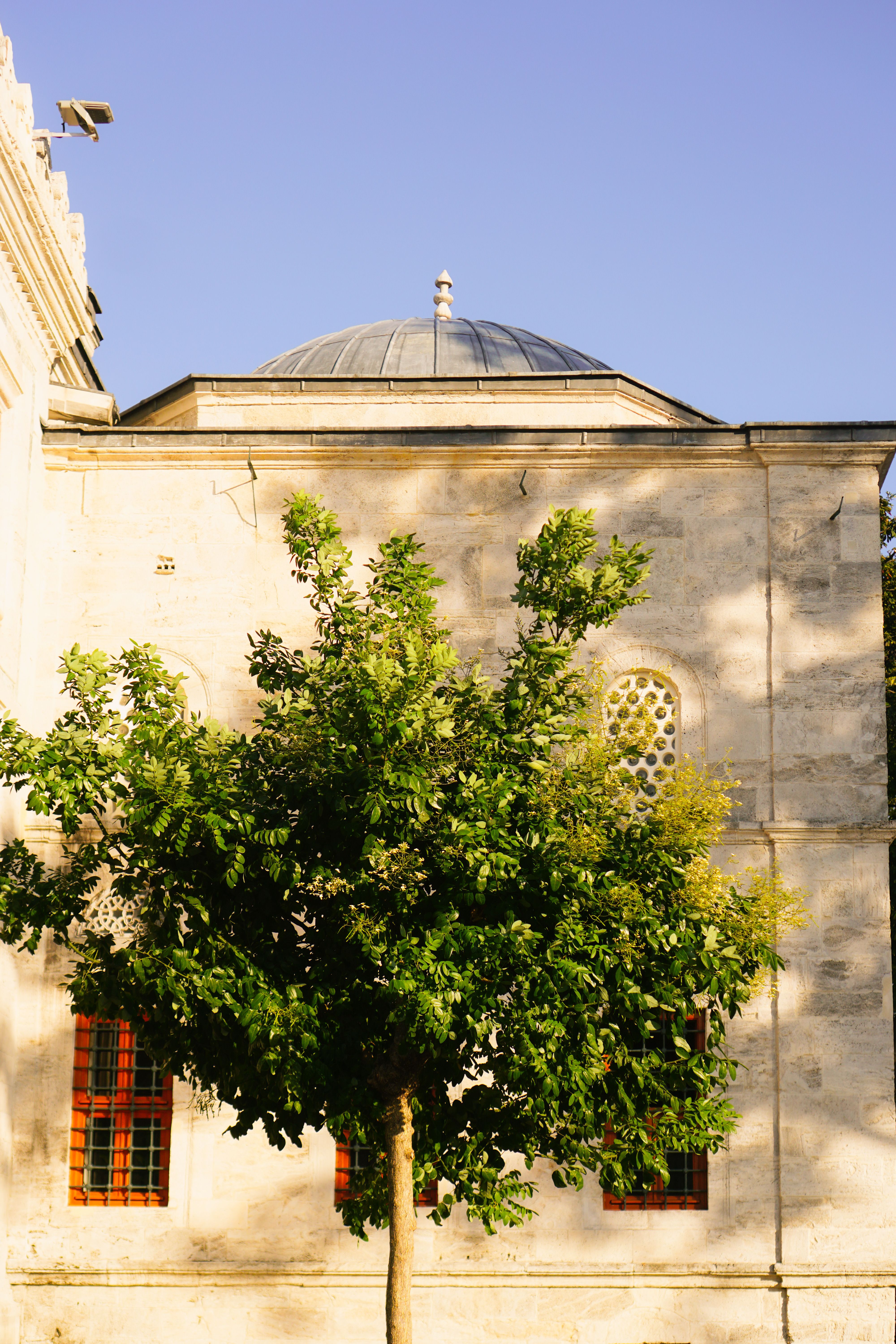 A green tree stands before an elegant historic building with a domed roof.